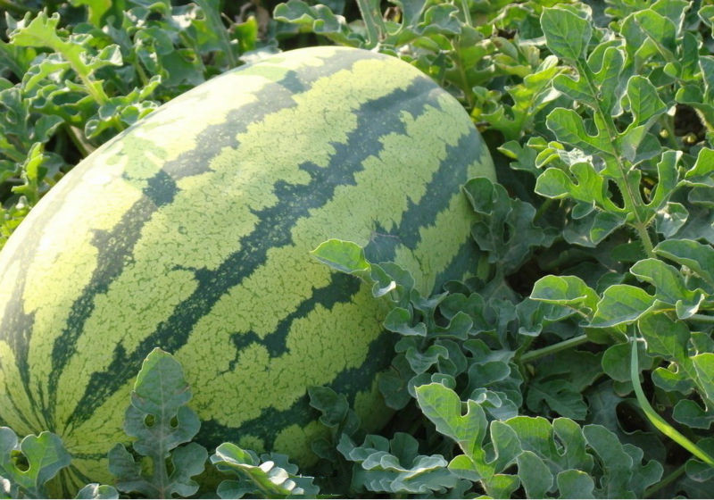 8th Emperor No.3 watermelon seeds